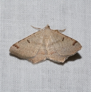 Dissomorphia australiaria at Freshwater Creek, VIC - 15 Mar 2025 02:55 AM