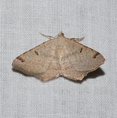 Dissomorphia australiaria (Dashed Geometrid, Ennominae) at Freshwater Creek, VIC - 15 Mar 2025 by WendyEM