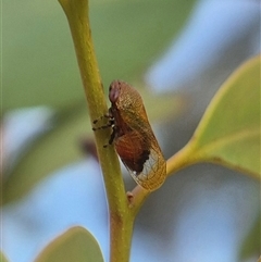 Pectinariophyes stalii (Tube Spittlebug) at Bungendore, NSW by clarehoneydove