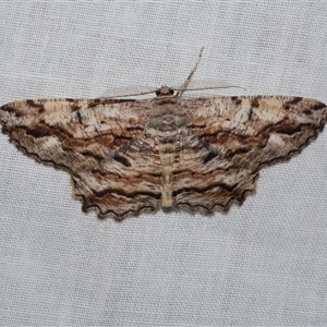 Scioglyptis lyciaria at Freshwater Creek, VIC - 15 Mar 2025 02:47 AM