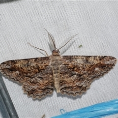 Scioglyptis lyciaria (White-patch Bark Moth) at Freshwater Creek, VIC - 15 Mar 2025 by WendyEM