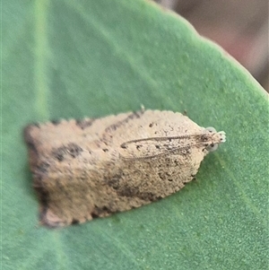 Meritastis ursina at Bungendore, NSW - suppressed