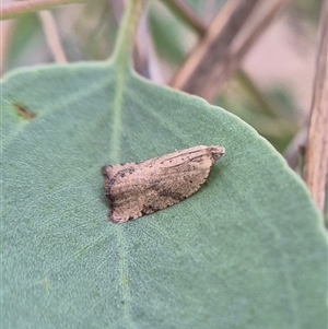 Meritastis ursina at Bungendore, NSW - suppressed