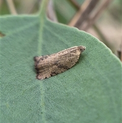 Meritastis ursina at Bungendore, NSW - suppressed