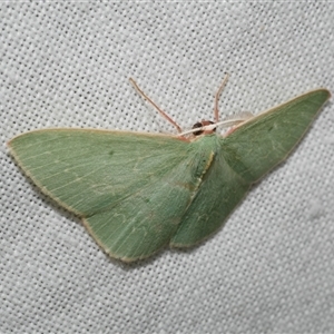 Chlorocoma dichloraria at Freshwater Creek, VIC - 14 Mar 2025 10:17 PM