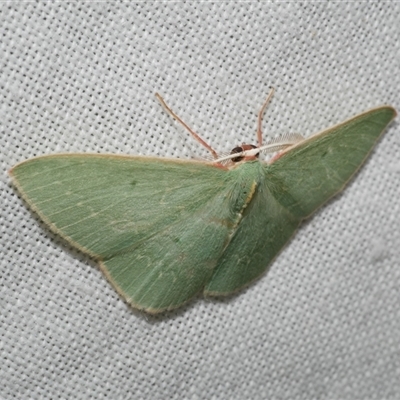 Chlorocoma dichloraria (Guenee's or Double-fringed Emerald) at Freshwater Creek, VIC - 14 Mar 2025 by WendyEM