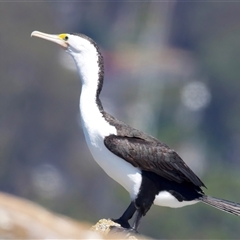 Phalacrocorax varius at Moruya, NSW - 13 Mar 2025 11:18 AM