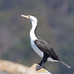 Phalacrocorax varius at Moruya, NSW - 13 Mar 2025 11:18 AM
