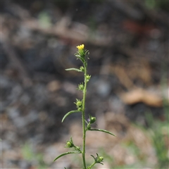 Dittrichia graveolens (Stinkwort) at Uriarra Village, ACT - 11 Mar 2025 by RAllen