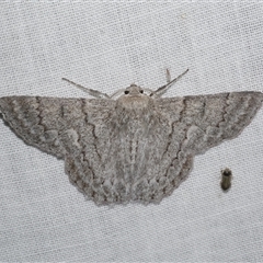 Crypsiphona ocultaria (Red-lined Looper Moth) at Freshwater Creek, VIC - 15 Mar 2025 by WendyEM