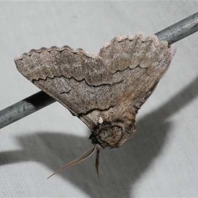 Hypobapta tachyhalotaria (Varied Grey) at Freshwater Creek, VIC - 15 Mar 2025 by WendyEM