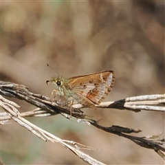 Ocybadistes walkeri at Uriarra Village, ACT - 11 Mar 2025 by RAllen