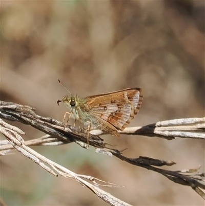 Dispar compacta (Barred Skipper) at Uriarra Village, ACT - 11 Mar 2025 by RAllen