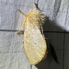 Euproctis edwardsii (Mistletoe Browntail Moth) at Reid, ACT - 15 Mar 2025 by Pirom