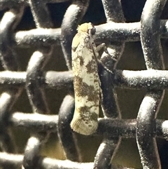 Prays parilis (Lemon Bud Moth) at Reid, ACT - 22 Feb 2025 by Pirom