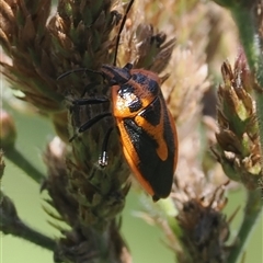 Agonoscelis rutila (Horehound bug) at Uriarra Village, ACT - 11 Mar 2025 by RAllen