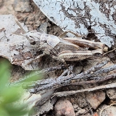 Austroicetes sp. (genus) (A grasshopper) at Bungendore, NSW - 18 Mar 2025 by clarehoneydove