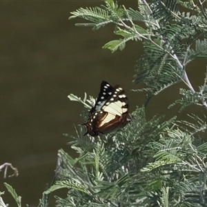 Charaxes sempronius (Tailed Emperor) at Uriarra Village, ACT - 11 Mar 2025 by RAllen