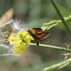 Taractrocera papyria (White-banded Grass-dart) at Uriarra Village, ACT - 11 Mar 2025 by RAllen