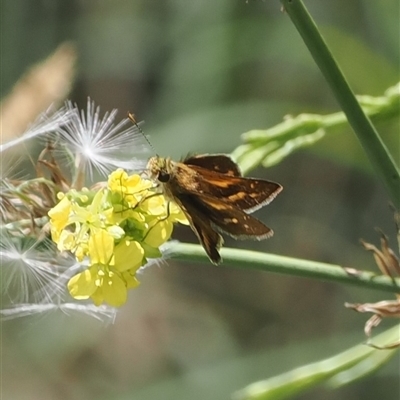 Taractrocera papyria (White-banded Grass-dart) at Uriarra Village, ACT - 11 Mar 2025 by RAllen