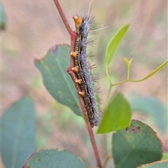 Lasiocampidae (family) immature (Lappet & Snout Moths) at Lake George, NSW - 18 Mar 2025 by clarehoneydove