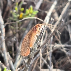 Oedosmylus tasmaniensis (Lacewing) at Bungendore, NSW - 18 Mar 2025 by clarehoneydove