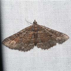 Eucymatoge scotodes (Eucymatoge scotodes) at Freshwater Creek, VIC - 14 Mar 2025 by WendyEM