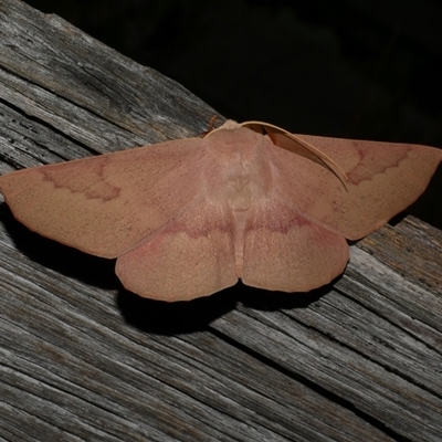 Monoctenia falernaria (Patched Leaf Moth) at Freshwater Creek, VIC - 15 Mar 2025 by WendyEM