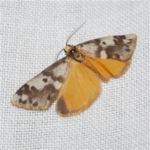 Anestia ombrophanes at Freshwater Creek, VIC - 14 Mar 2025 09:59 PM