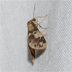 Anestia ombrophanes at Freshwater Creek, VIC - 14 Mar 2025 09:59 PM