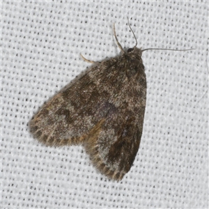 Halone consolatrix at Freshwater Creek, VIC - 15 Mar 2025 12:22 AM