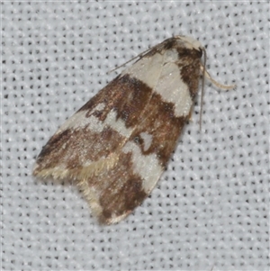 Halone sejuncta at Freshwater Creek, VIC - 15 Mar 2025 12:15 AM