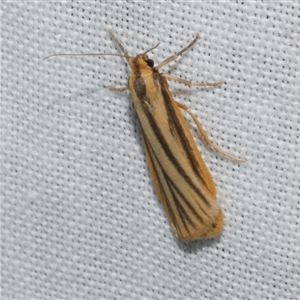 Phaeophlebosia furcifera at Freshwater Creek, VIC - 15 Mar 2025 02:56 AM