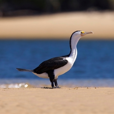 Phalacrocorax varius (Pied Cormorant) at Moruya, NSW - 13 Mar 2025 by jb2602