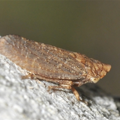 Putoniessa sp. (genus) (A leafhopper) at Denman Prospect, ACT - 16 Mar 2025 by Harrisi