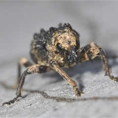 Aades cultratus (Weevil) at Denman Prospect, ACT - Yesterday by Harrisi