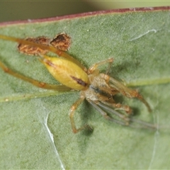 Cheiracanthium sp. (genus) (Unidentified Slender Sac Spider) at Denman Prospect, ACT - 18 Mar 2025 by Harrisi