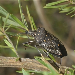 Poecilometis patruelis (Gum Tree Shield Bug) at Denman Prospect, ACT - Yesterday by Harrisi