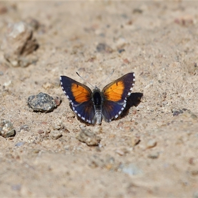 Lucia limbaria (Chequered Copper) at Yarralumla, ACT - 18 Mar 2025 by TimL