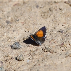 Lucia limbaria at Yarralumla, ACT - 18 Mar 2025 12:11 PM