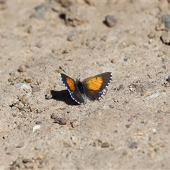 Lucia limbaria at Yarralumla, ACT - 18 Mar 2025 12:11 PM