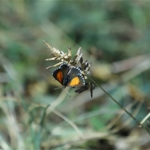 Lucia limbaria at Yarralumla, ACT - 18 Mar 2025 12:11 PM