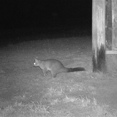 Trichosurus vulpecula (Common Brushtail Possum) at Symonston, ACT - 19 Mar 2025 by CallumBraeRuralProperty