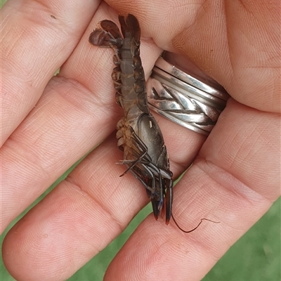 Cherax destructor at Tyndale, NSW - 18 Mar 2025 by Topwood