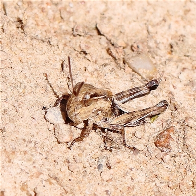 Oedaleus australis (Australian Oedaleus) at Gunning, NSW - 21 Feb 2025 by ConBoekel