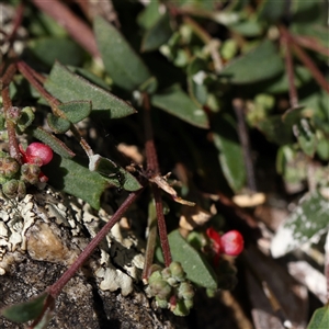 Einadia nutans subsp. nutans (Climbing Saltbush) at Gunning, NSW - 21 Feb 2025 by ConBoekel