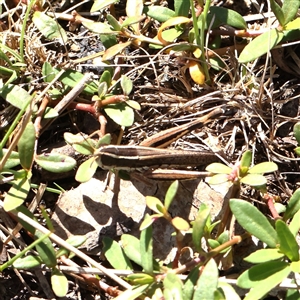 Macrotona australis at Gunning, NSW - 21 Feb 2025 11:18 AM