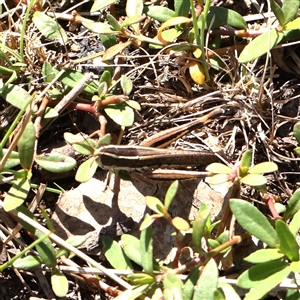 Macrotona australis at Gunning, NSW - 21 Feb 2025 by ConBoekel