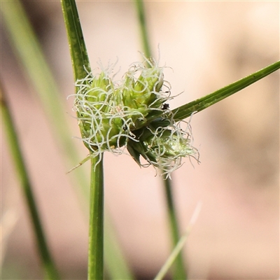 Carex inversa (Knob Sedge) at Gunning, NSW - 21 Feb 2025 by ConBoekel