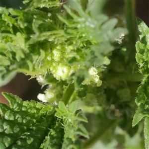 Urtica urens (Small Nettle) at Gunning, NSW - 21 Feb 2025 by ConBoekel